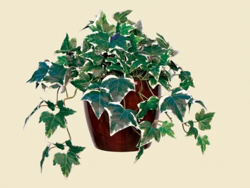 Variegated Algerian Ivy Vine ID# ALG124V