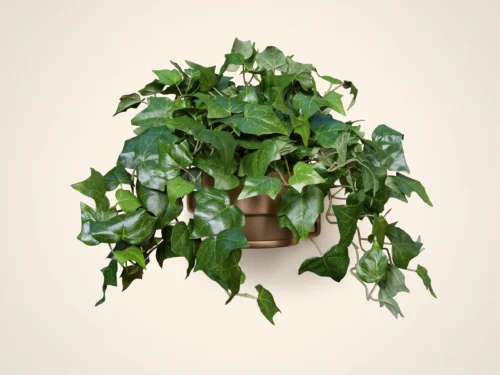 Algerian Ivy Vine ID# ALG224
