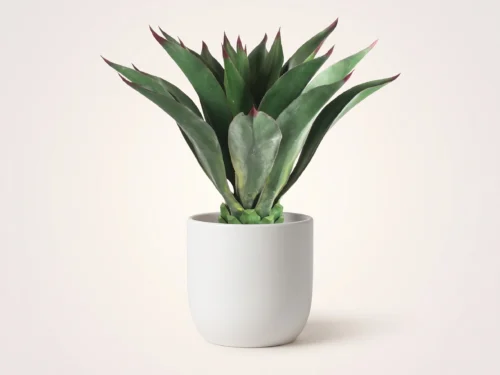 Aeonium Succulent Plant ID# P932053PS