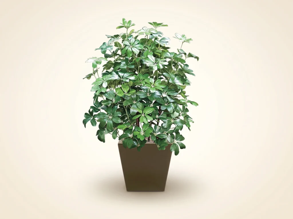 Artificial Arboricola Plant