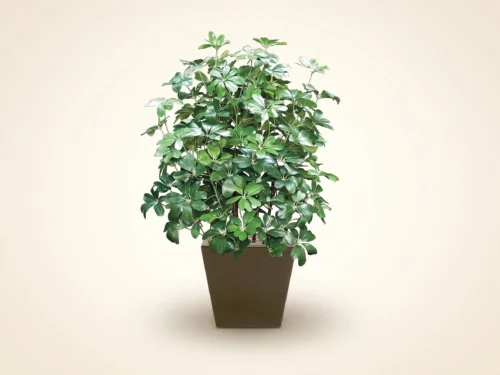Arboricola Plant ID# ARB542
