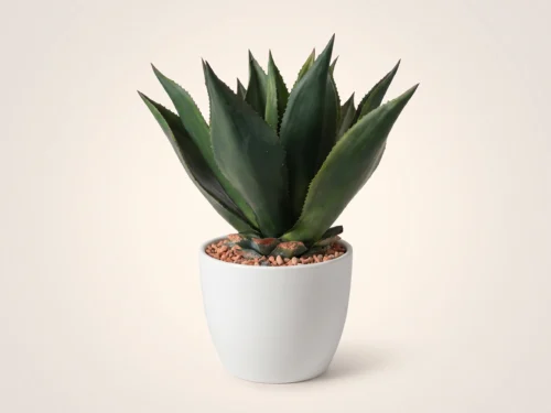 Agave Cactus Plant ID# P513651PS