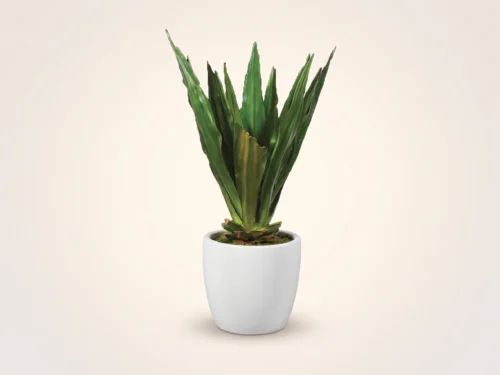 Sisal Agave Plant ID# P42651PS