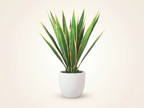 Giant Agave Variegated Plant ID# PEYNG123053PS