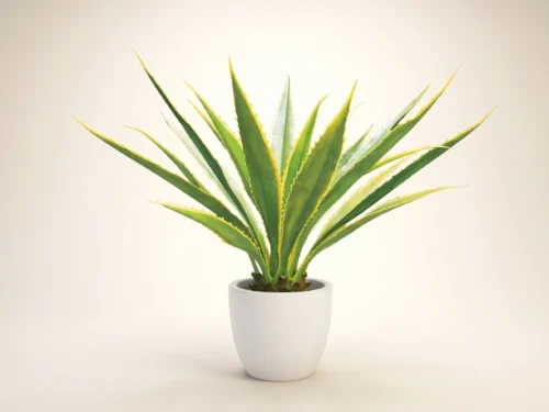 Agave Bush ID# AGV149YG+