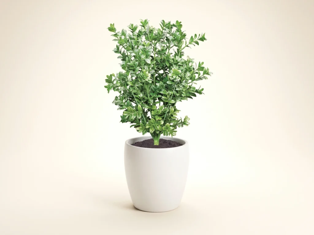 Large Leaf Faux Boxwood Plant Outdoor