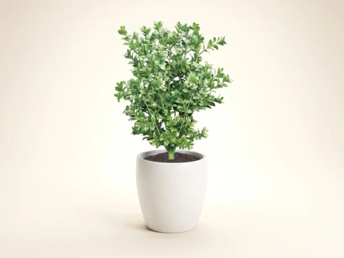 Large Leaf Boxwood Plant (exterior) ID# BOX119LL+