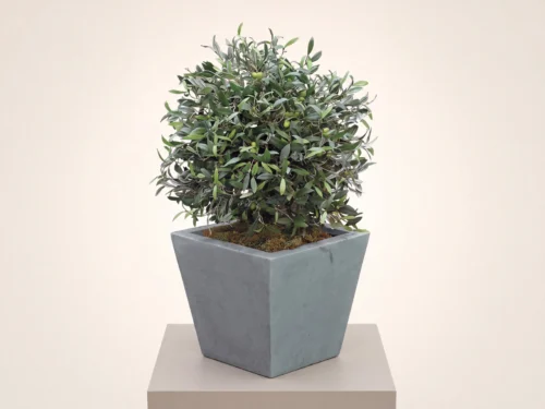 Mediterranean Olive Topiary ID# OMDB33