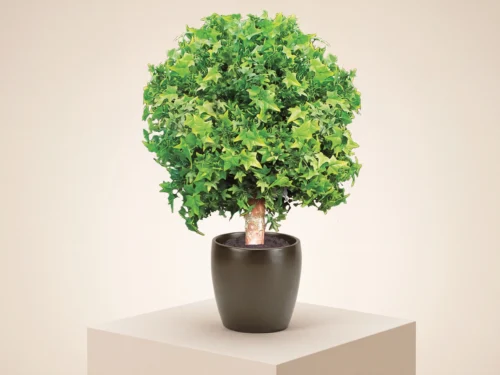 English Ivy Topiary Ball ID# IVEB42+, IVE2B72+