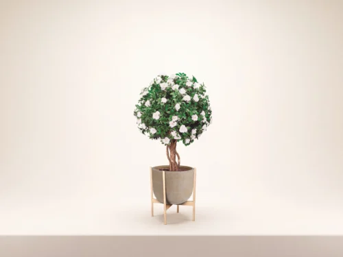 Azalea Topiary Ball ID# AZA1B24B+