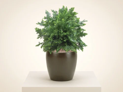 Cedar Ball Topiary ID# CED1B36