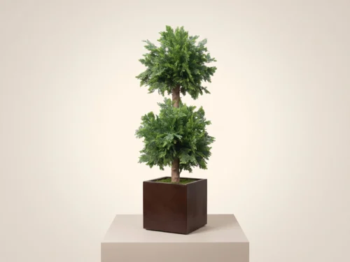 Cedar Double Topiary ID# CED2B72+
