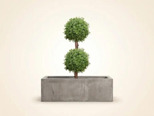 Boxwood Sphere ID# BOX2B72