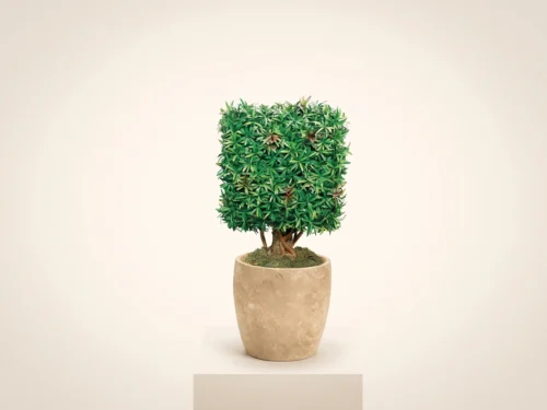 Podocarpus Cube Topiary ID# PODD33