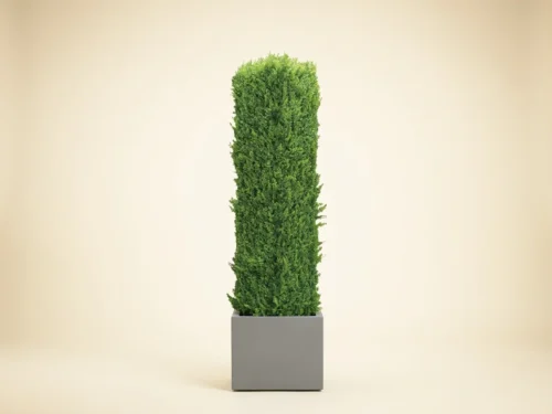 Juniper Topiary Column ID# JUNSC72+