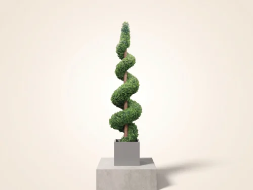 Spiral Boxwood ID# BOXS10+