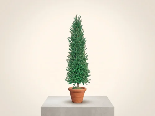 Privet Cypress Tree, Topiary ID# PRCC72