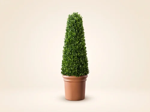 Boxwood Topiary Obelisk ID# BOXO72