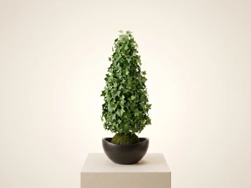 English Ivy Cypress Topiary ID# IVEC72+