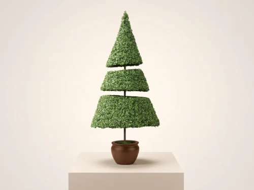 Boxwood Cone Topiary ID# BOXT+6