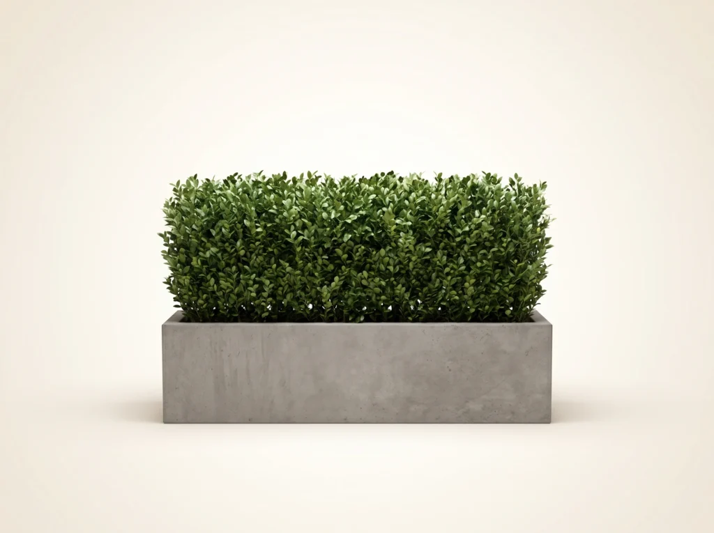 Evergreen Privet Hedge