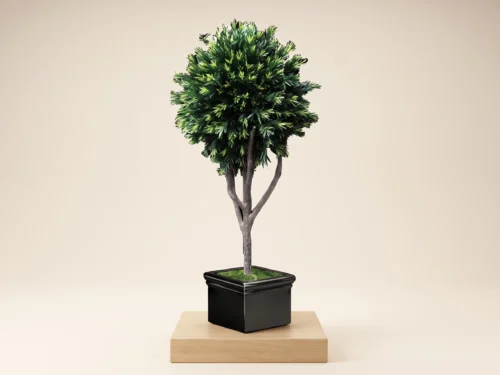 Podocarpus Topiary Ball ID# POD+4