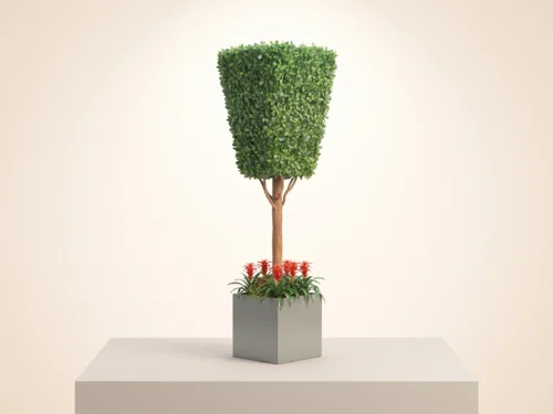 Black Olive Trapezoid, Topiary ID# 14765
