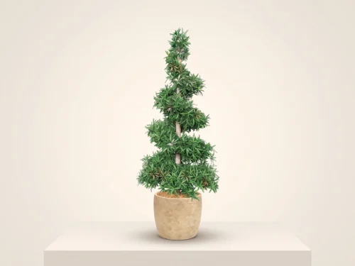 Podocarpus Spiral Topiary ID# PC1S84