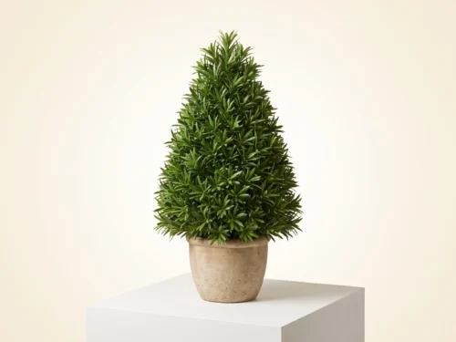 Podcocarpus Cone Topiary ID# 11726