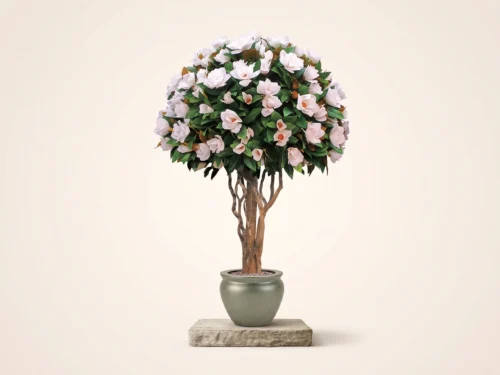 Magnolia Topiary Tree ID# 3328
