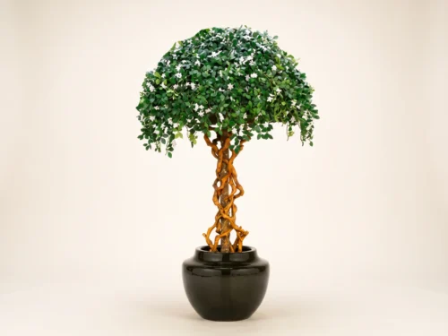 Umbrella Tree, Topiary ID# 4779