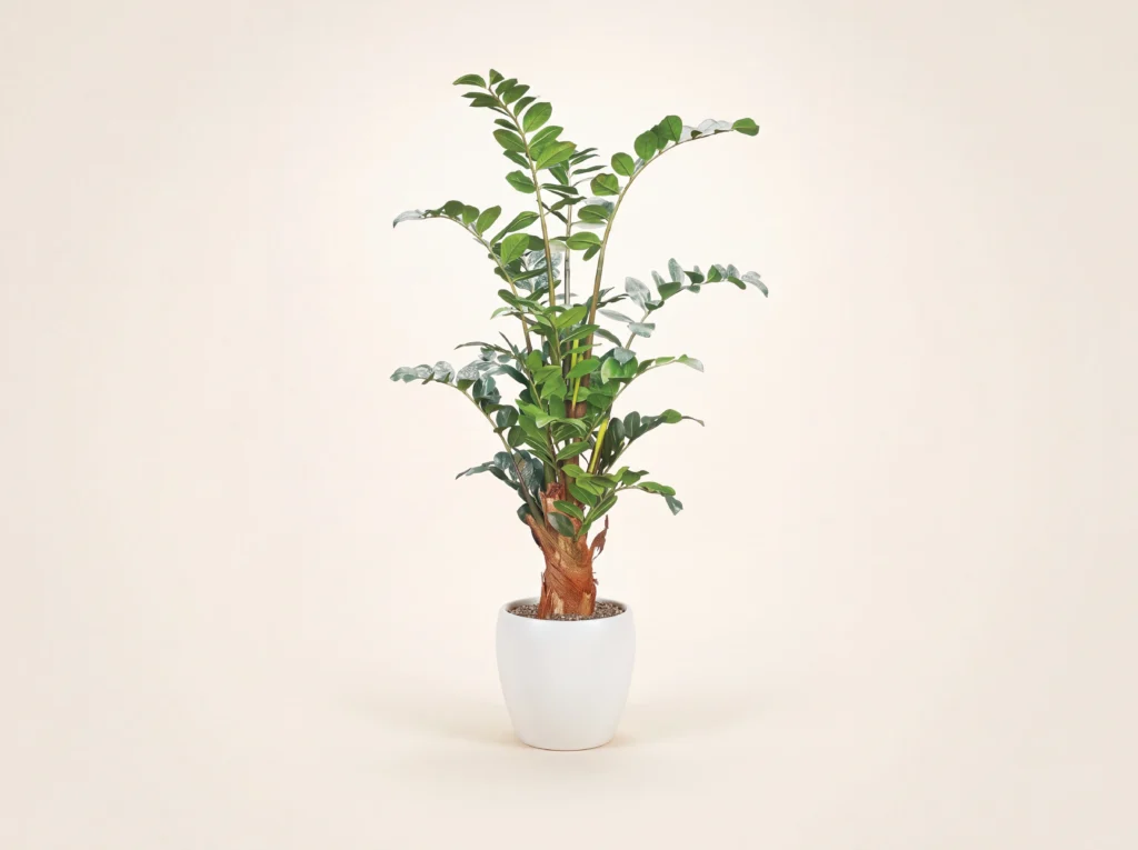 Artificial ZZ Money Tree
