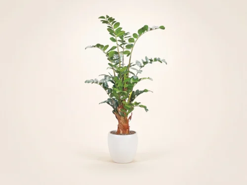 ZZ Tree ID# ZZZM72
