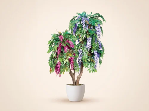 Wisteria Tree ID# WISE48F, WISE72L