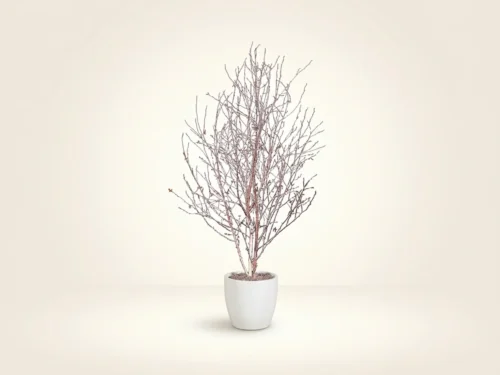 Winter Birch Tree ID# PBWM84