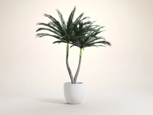 Foxtail Palm Tree, Preserved ID# 10389