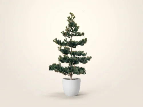 White Pine Tree ID# PWH1X4