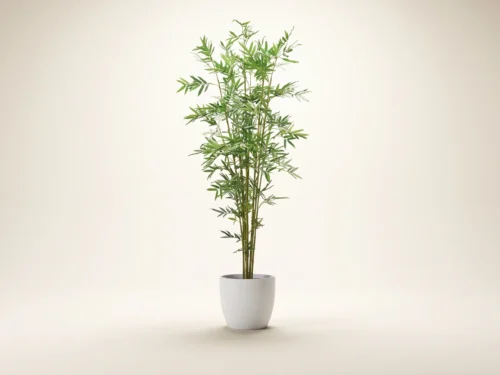 Whisper Bamboo Tree ID# BBWC96G