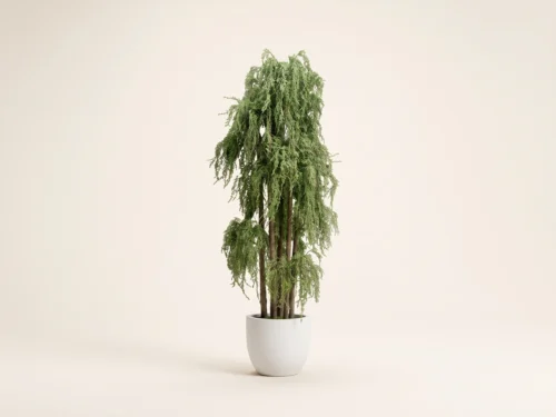 Weeping Evergreen Cypress Tree ID# CYWMX2