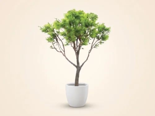 Pine Tree, Umbrella ID# PUBFY0X8-10
