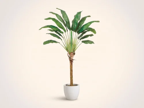 Travelers Palm Tree ID# P0972-WS