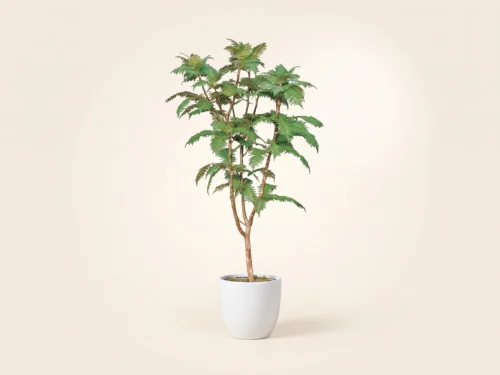 Sumac Tree ID# SUM172