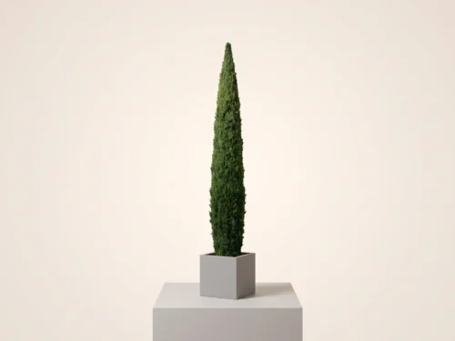 Italian Cypress Column, Topiary