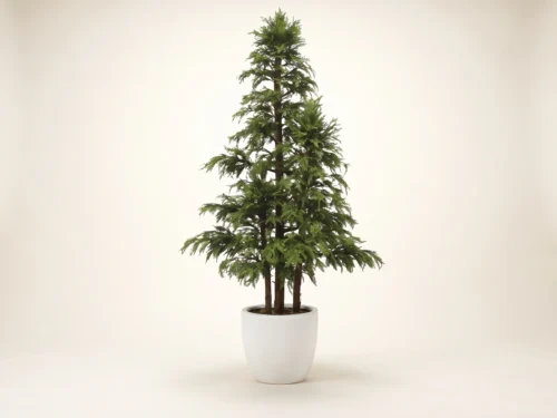 Sequoia Tree ID# SEQ3X26