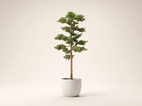 Scotch Pine Bonsai Tree ID# 14914