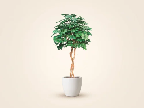 Arboricola Schefflera Tree ID# ATCE72