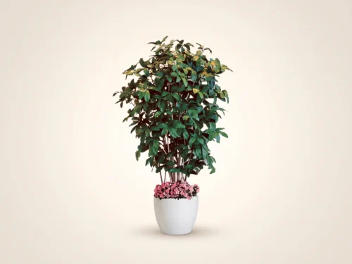 Umbrella Schefflera Tree ID# SCCMX0