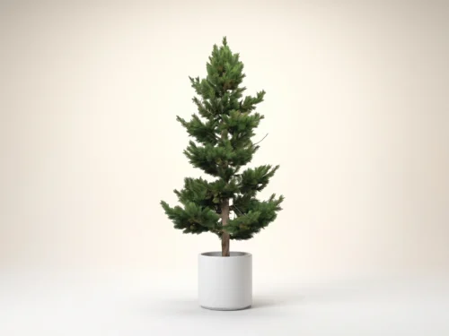 Scotch Pine Tree ID# PTC1X4
