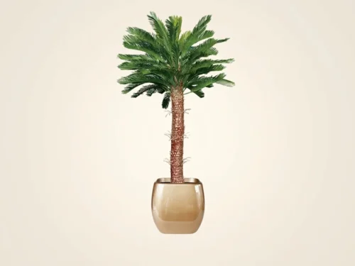 Sago King Palm Tree ID# PKS172+
