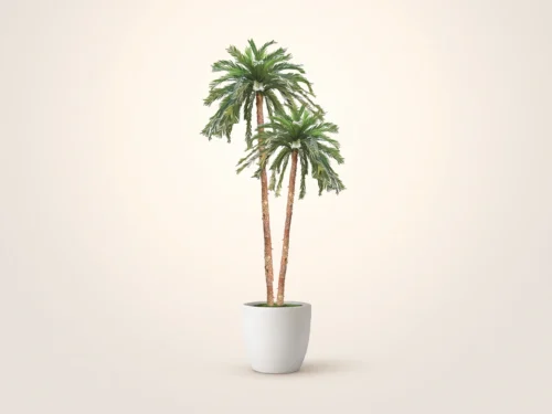 Sago Queen Palm Tree ID# PQS1X5, PQS1X1